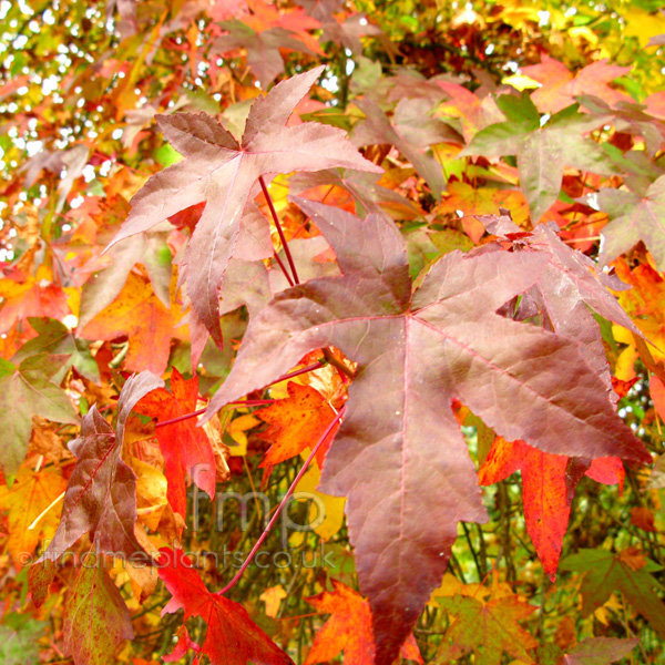 Big Photo of Liquidambar Styraciflua, Leaf Close-up