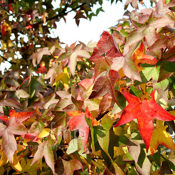 Big Photo of Liquidambar Styraciflua