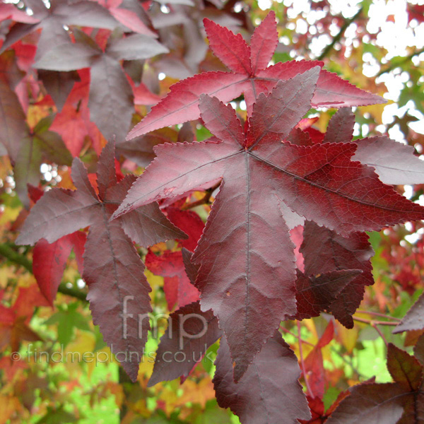 Big Photo of Liquidambar Styraciflua