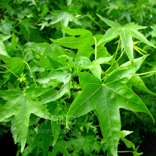 Big Photo of Liquidambar Styraciflua