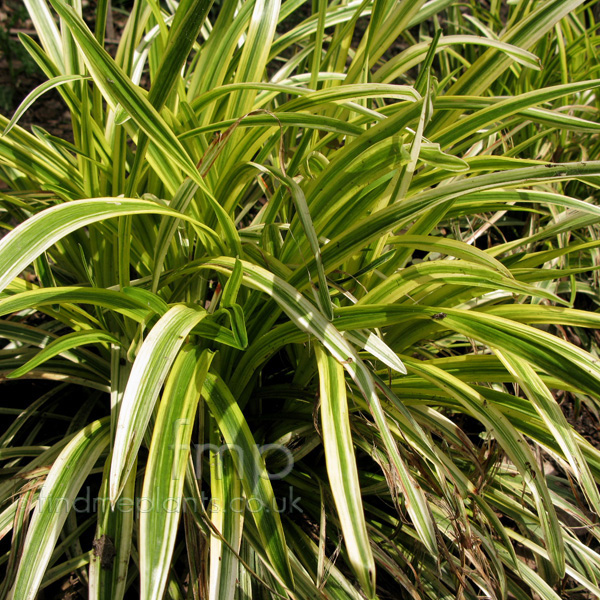 Big Photo of Liriope Muscari