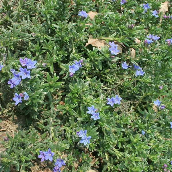 Big Photo of Lithodora Diffusa