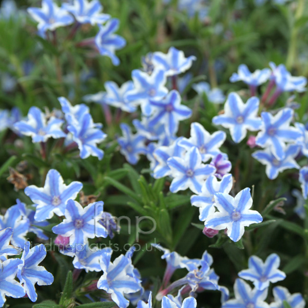 Big Photo of Lithodora Diffusa, Flower Close-up