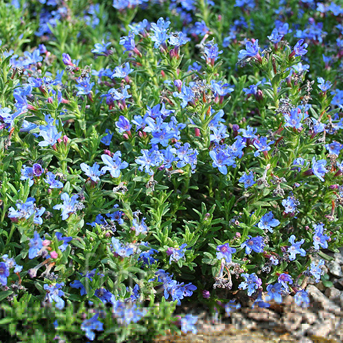 heavenly lithodora blue diffusa cultivation findmeplants