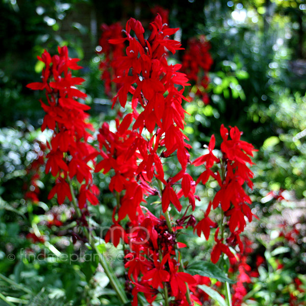 Big Photo of Lobelia 