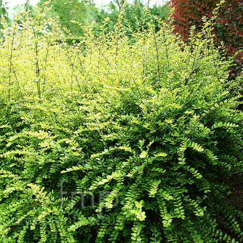 Big Photo of Lonicera Nitida