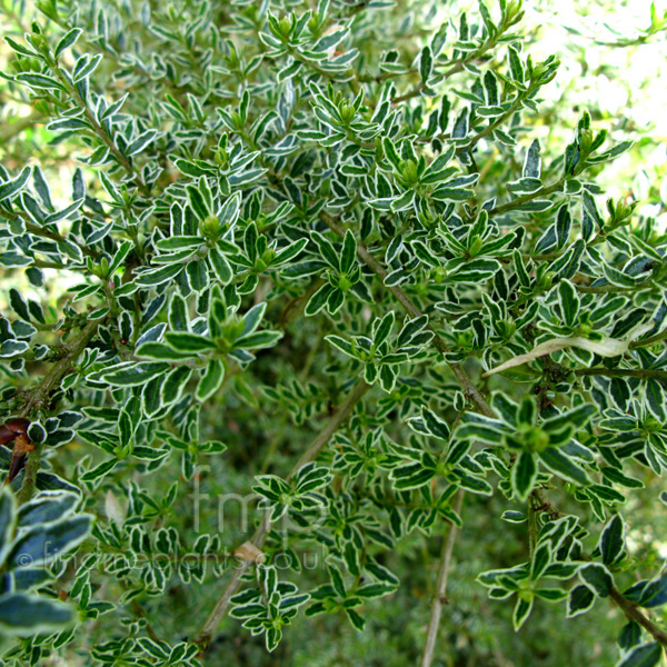 Big Photo of Lonicera Nitida, Leaf Close-up