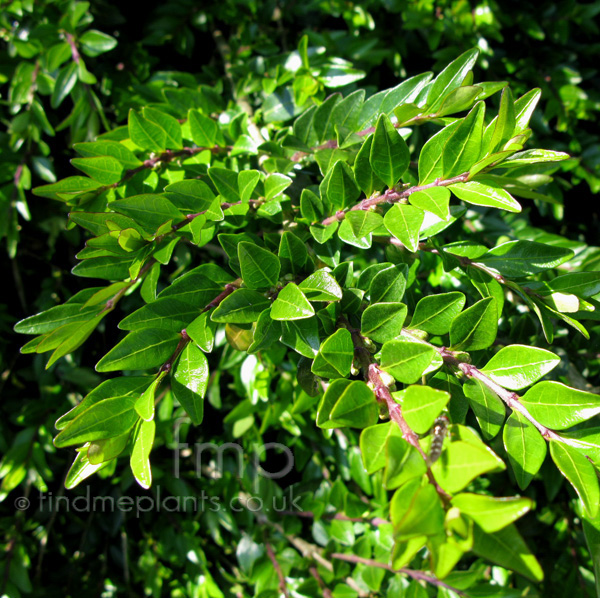 Big Photo of Lonicera Piliata, Leaf Close-up