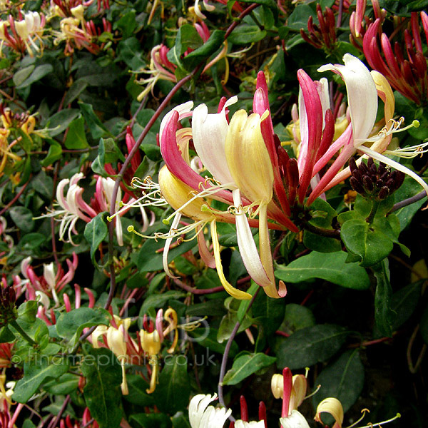 Big Photo of Lonicera Periclymenum