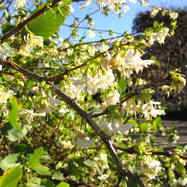 Big Photo of Lonicera X Purpusii