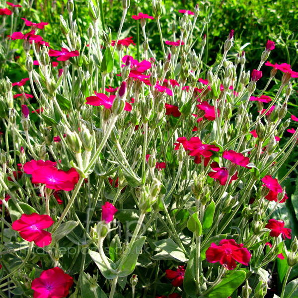 Big Photo of Lychnis Coronaria