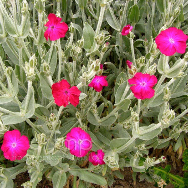 Big Photo of Lychnis Coronaria