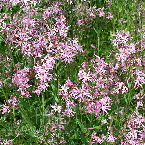 Big Photo of Lychnis Flos-Cuculi