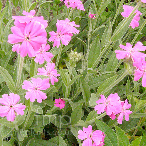 Big Photo of Lychnis Flos-Jovis