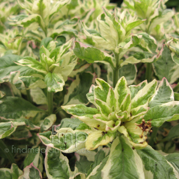 Big Photo of Lysimachia Punctata, Leaf Close-up