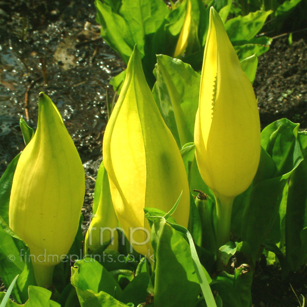 Big Photo of Lysichiton Americanus