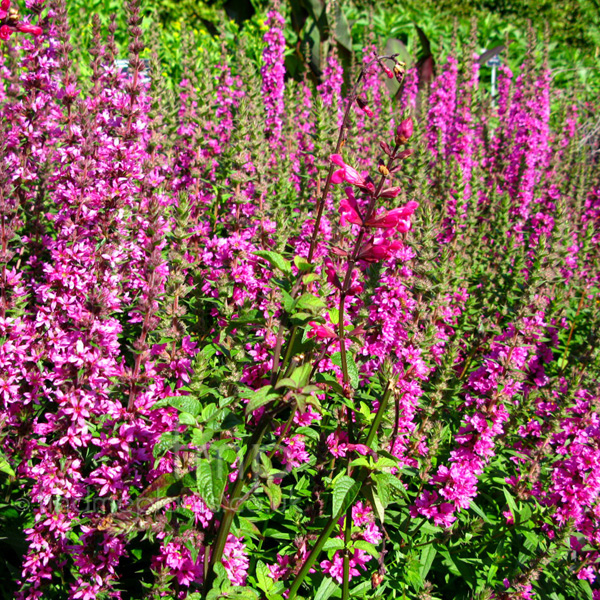 Big Photo of Lythrum Salicaria