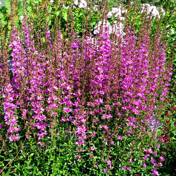 Big Photo of Lythrum Virgatum