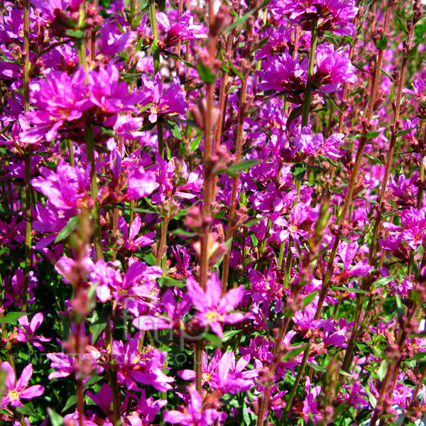 Big Photo of Lythrum Virgatum, Flower Close-up