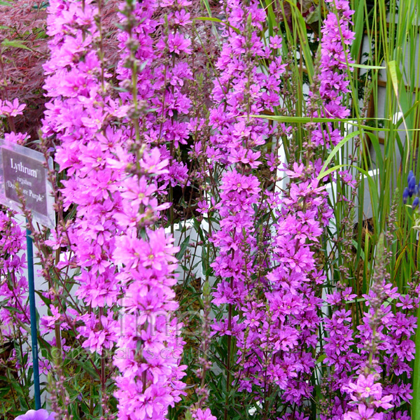 Big Photo of Lythrum Virgatum