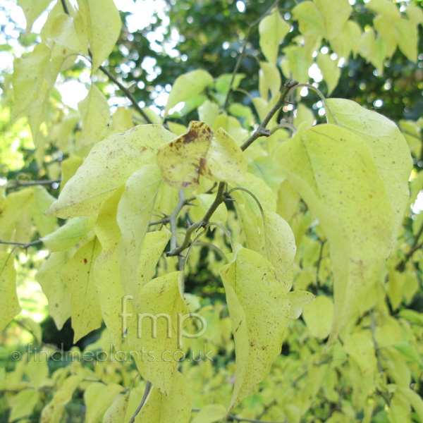 Big Photo of Macilura Pomifera, Leaf Close-up