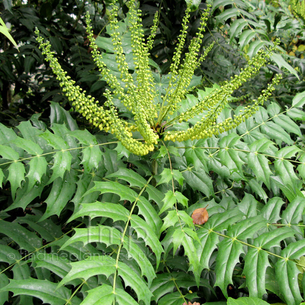 Big Photo of Mahonia X Media