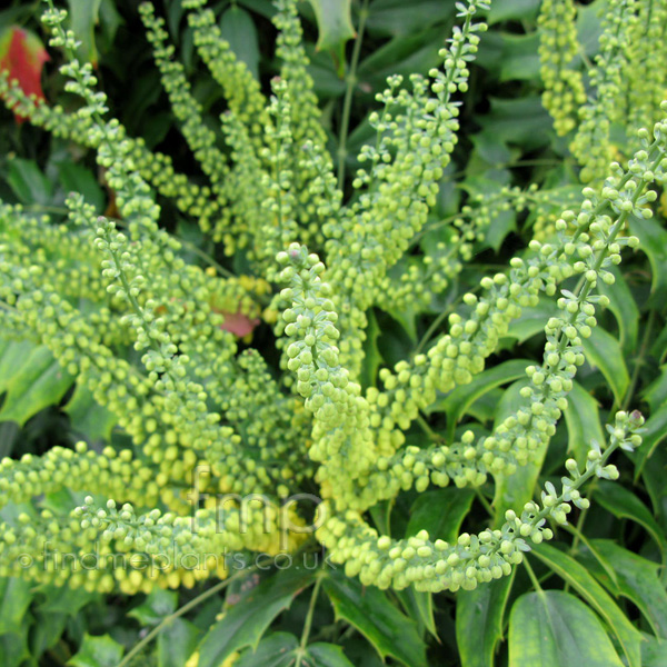 Big Photo of Mahonia X Media, Flower Close-up