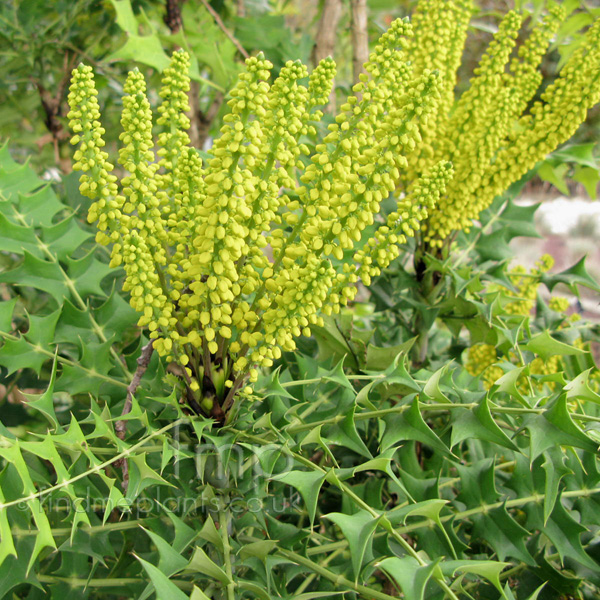 Big Photo of Mahonia Lomariifolia, Flower Close-up