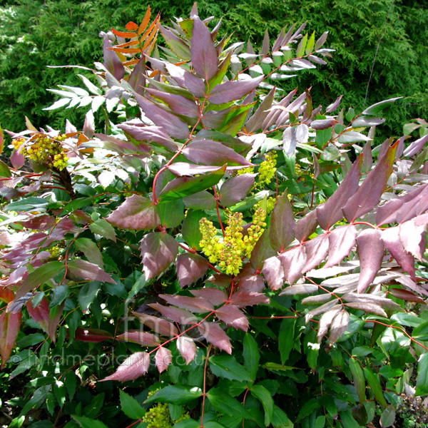 Big Photo of Mahonia Nervosa