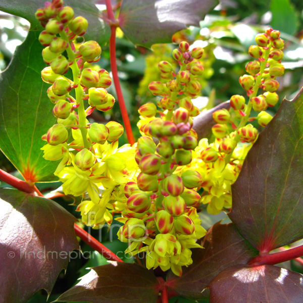 Big Photo of Mahonia Nervosa, Flower Close-up