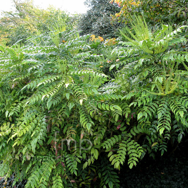 Big Photo of Mahonia X Media