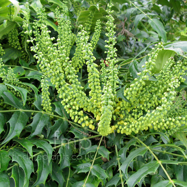 Big Photo of Mahonia X Media, Flower Close-up