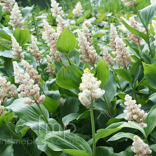 Big Photo of Maianthemum Racemosum