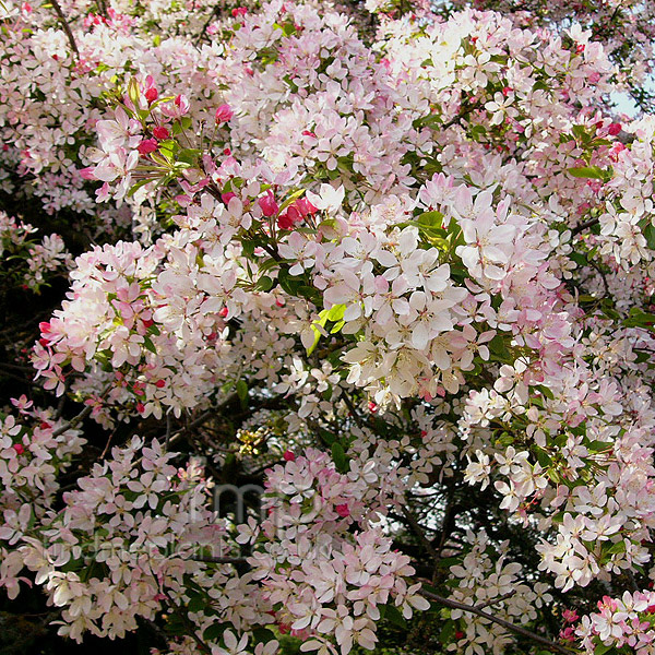 Big Photo of Malus Floribunda