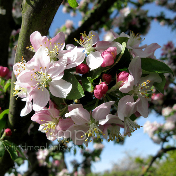 Big Photo of Malus X Zumi, Flower Close-up