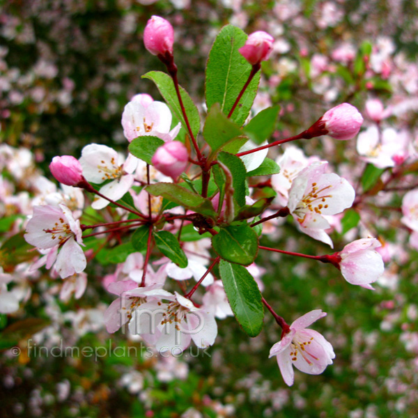 Big Photo of Malus Hupehensis, Flower Close-up