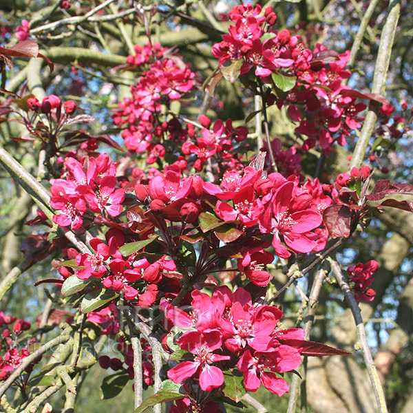 Big Photo of Malus X Purpurea