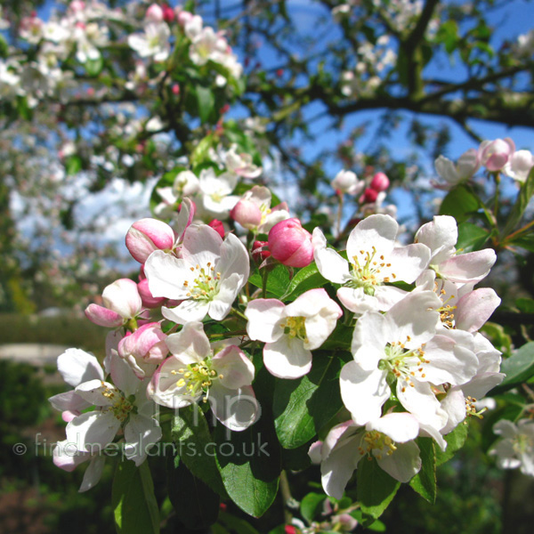 Big Photo of Malus X Zumi, Flower Close-up