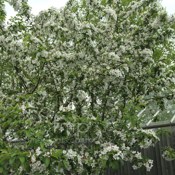 Big Photo of Malus Robusta