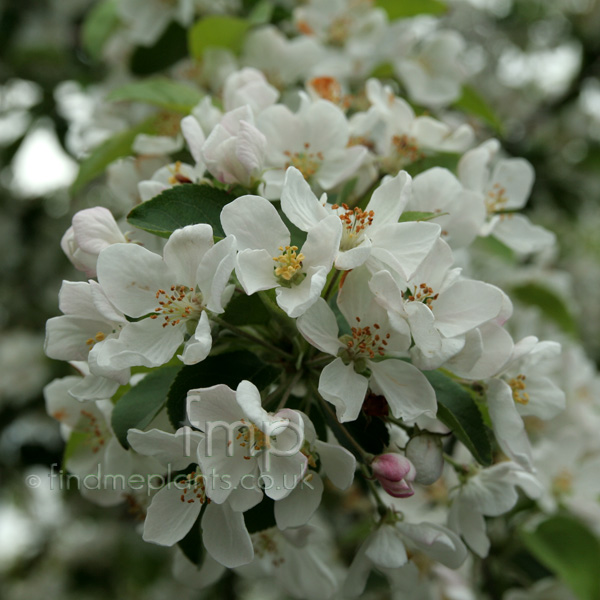 Big Photo of Malus Robusta, Flower Close-up