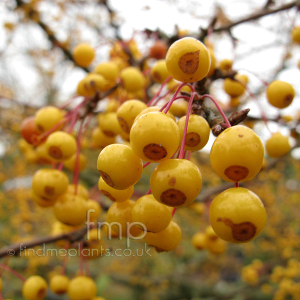 Big Photo of Malus Transitaria