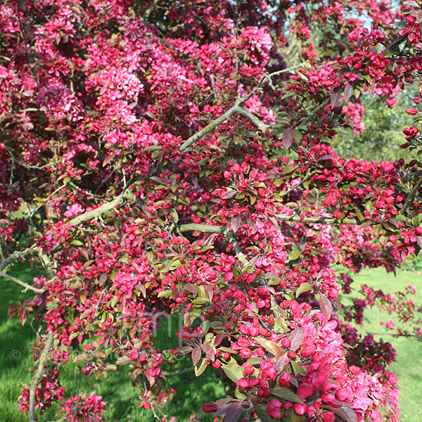 Big Photo of Malus Wisley