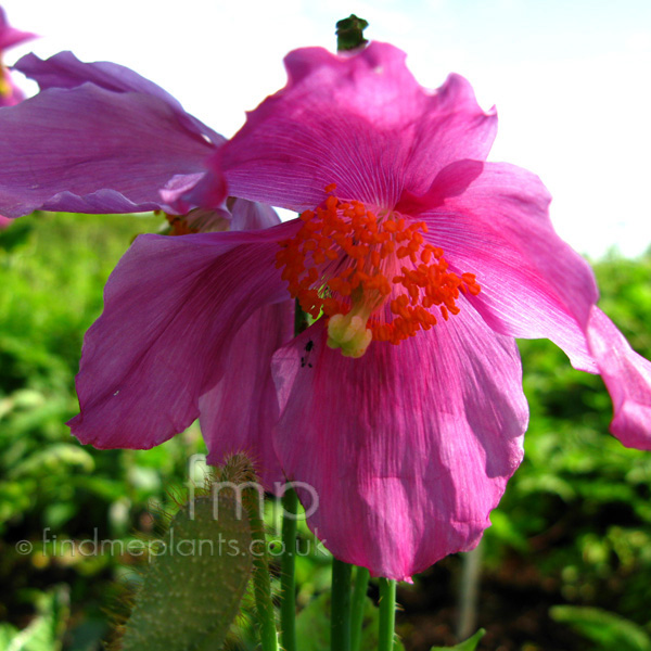 Big Photo of Meconopsis Betonicifolia, Flower Close-up