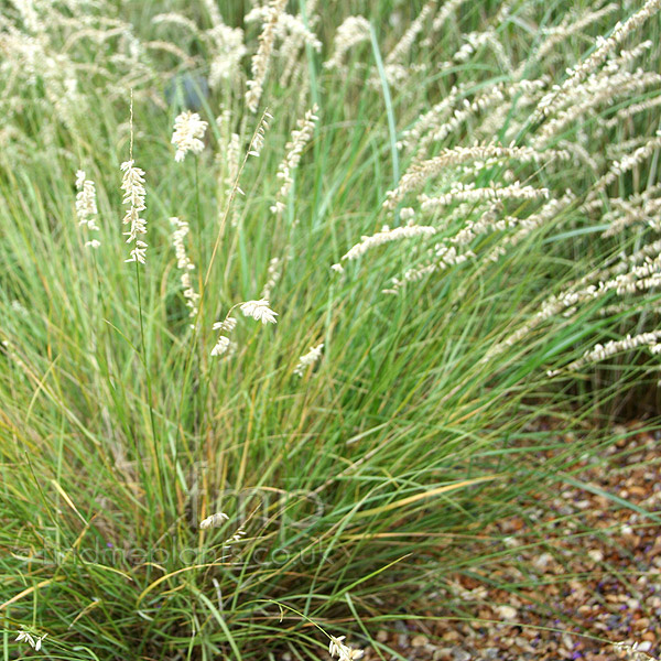 Big Photo of Melica Ciliata