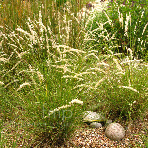 Big Photo of Melica Ciliata