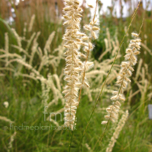 Big Photo of Melica Ciliata, Flower Close-up