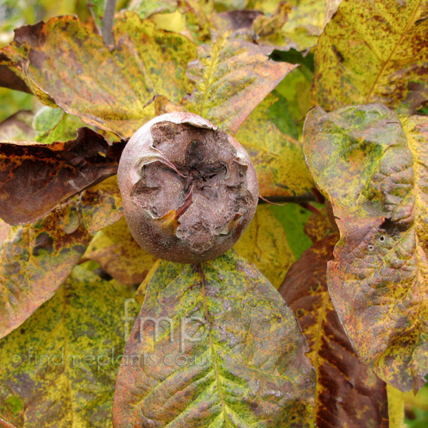 Big Photo of Mespilus Germanica