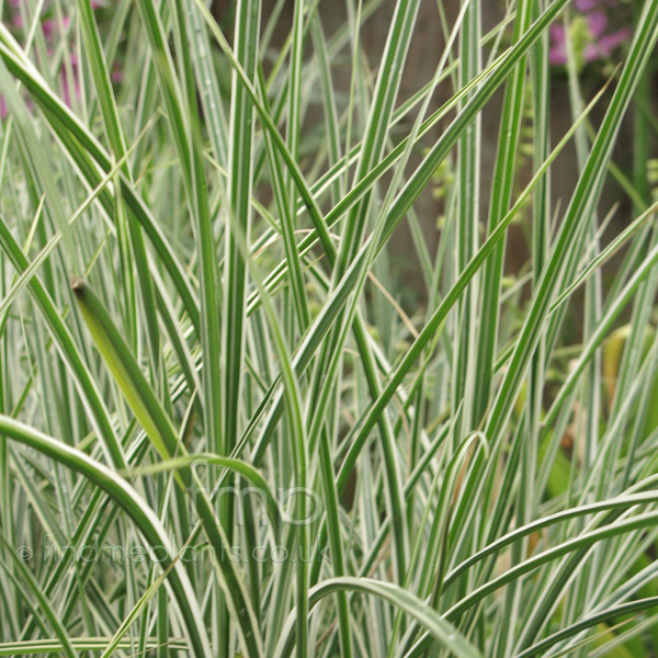 Big Photo of Miscanthus  Sinensis, Leaf Close-up