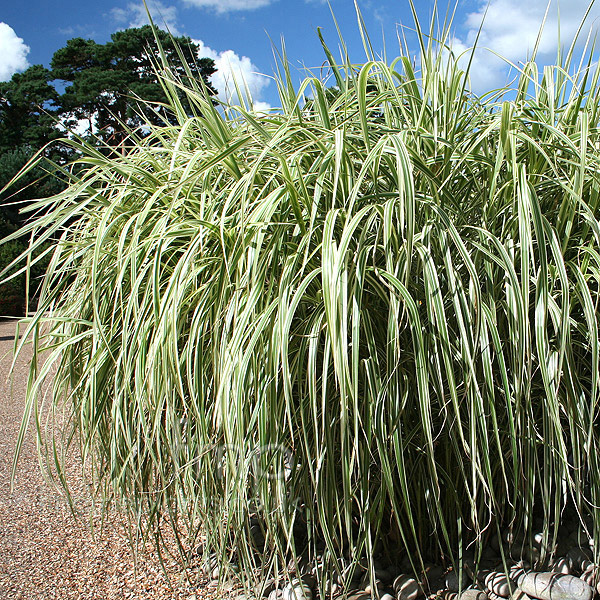 Big Photo of Miscanthus Sinensis