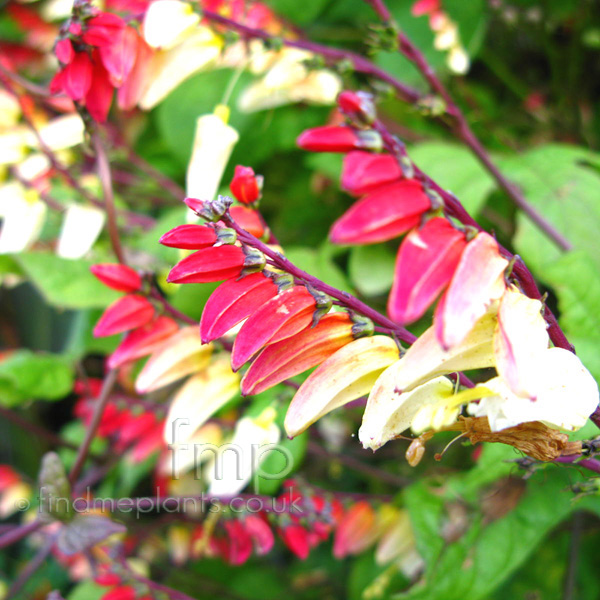 Big Photo of Mina Lobata, Flower Close-up